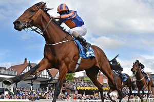 Phú Yên thúc tiến độ dự án trường đua ngựa 100 triệu USD 