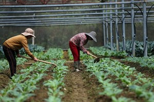 Hoàn tất bộ tiêu chí cho vay nông nghiệp công nghệ cao