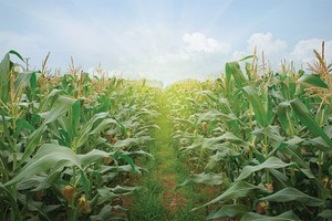 Đầu tư cho nông nghiệp: Trở về với ngành nghề lõi