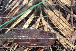 Dùng trứng mực dụ mực vào lồng trên vịnh Cam Ranh