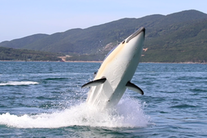 Tàu cá heo lặn biển đầu tiên ở Nha Trang