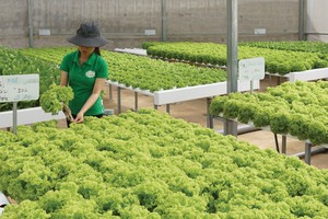 Ưu đãi doanh nghiệp đầu tư vào nông nghiệp công nghệ cao