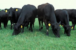 Quảng Bình: Tạo điều kiện để nhà đầu tư Nhật Bản thực hiện dự án nuôi bò Kobe 