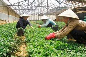 Nông nghiệp cần giải cứu