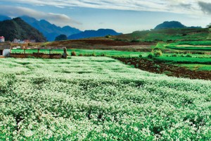 Quy hoạch Khu du lịch quốc gia Mộc Châu