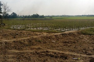 Chuyển mục đích sử dụng đất tại 2 tỉnh Bắc Ninh và Long An