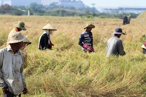  Niềm vui của một mùa vàng bội thu của nông dân trồng lúa quận 2 Ảnh: Gia Huy