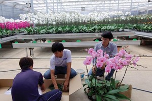 Vì sao dòng vốn 135.000 tỷ đăng ký rót vào nông nghiệp công nghệ cao chưa chảy?