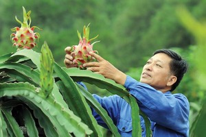 Lập kỷ lục xuất khẩu tỷ đô, rau quả vẫn lo thị trường