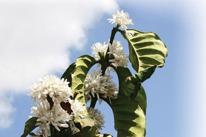 Pha Đin mùa hoa cà phê