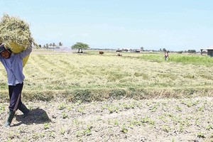 Bảo hiểm nông nghiệp nhìn chung có mức độ rủi ro cao