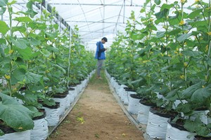 Nông nghiệp đang là lĩnh vực còn nhiều dư địa tăng trưởng