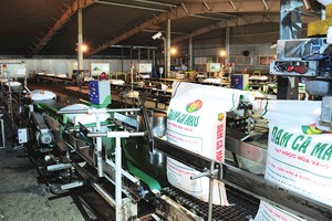 Dây chuyền đóng bao tự động tại Nhà máy Đạm Cà Mau