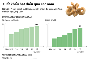 [Infographic] Xuất khẩu hạt điều qua các năm