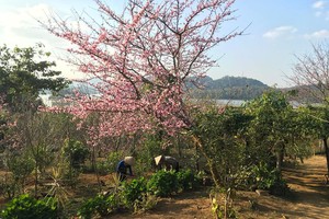 Vườn Anh Đào của Công ty cổ phần Hoa Anh Đào Trần Lệ trên Đảo Đào Hoa, Mường Phăng, Điện Biên