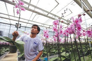 Doanh nghiệp nông nghiệp đang muốn cơ cấu lại, nhưng thiếu nền tảng chính sách phù hợp. Ảnh: Đức Thanh