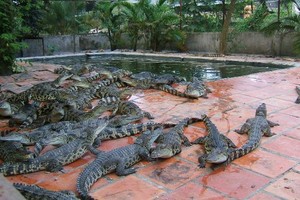 Những thú chơi ngông 'đốt tiền' của đại gia Việt