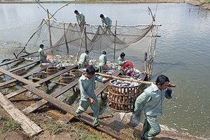 HVG cần một "nguồn khác" để giải chấp, rồi mới có thể tiến hành thanh lý bất động sản