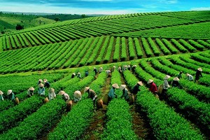 Đầu tư vào nông nghiệp, GTN gặp nhiều thách thức