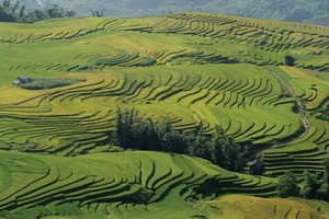 Vẻ đẹp của ruộng bậc thang Y Tý.