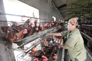 Ngân hàng vẫn... ngại nông nghiệp