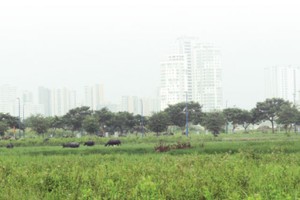 Khi chủ đầu tư “xí phần” đất làm dự án rồi để đó