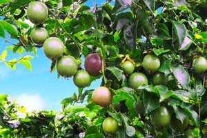 HNG: Niềm tin “cây trái đơm bông” có thành hiện thực?