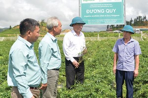 Vùng trồng dược liệu sạch của Traphaco