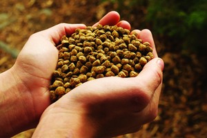 [Infographic] Nhập khẩu thức ăn tăng gánh nặng cho ngành chăn nuôi