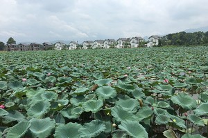 “Kho báu” thiên nhiên bên đầm sen tuyệt đẹp