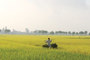 Đất sản xuất nông nghiệp của Việt Nam còn manh mún. Ảnh: Dũng Minh