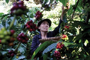 Nhiều doanh nghiệp có nhu cầu tích tụ và tập trung ruộng đất theo hướng thị trường để mở rộng quy mô sản xuất