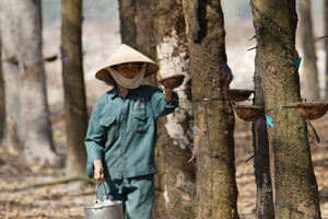 Doanh nghiệp cao su tự nhiên: Cơ hội từ đà tăng giá gỗ