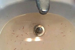 Nước sạch có giun tại Tứ Hiệp Hồng Hà Eco City. Ảnh: Nguyễn Thành