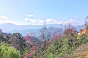 La Pán Tẩn đẹp rực rỡ mùa hoa tớ dày