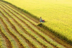 Giá và sản lượng xuất khẩu cùng tăng, cổ phiếu ngành gạo vẫn kém sắc