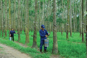 Lý giải nguyên do "bom tấn" VRG trở thành "bom xịt"