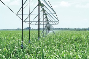 Cổ phiếu đường thờ ơ trước nỗ lực “cứu giá”