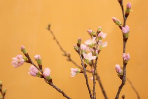 5 loại hoa mới được nhiều gia đình tìm mua dịp cuối năm