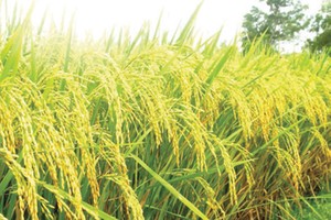 NSC muốn mua đứt Công ty Giống cây trồng miền Nam