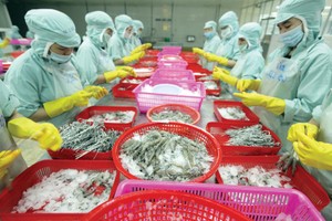 Doanh nghiệp đang đòi hỏi sức ép cải cách môi trường kinh doanh lan rộng ở tất cả các ngành, lĩnh vực . Trong ảnh: Chế biến hải sản xuất khẩu tại Công ty Bá Hải.