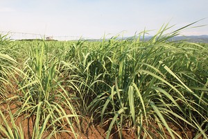 Để giảm được giá nguyên liệu, các nhà máy bắt đầu từ việc hỗ trợ người nông dân giống tốt, từ đó tăng năng suất