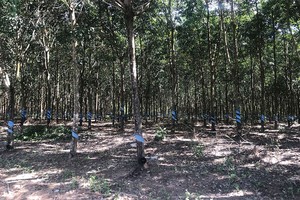 Mảng cao su của HAGL đang gặp bất lợi khi giá cao su thiên nhiên trên thị trường thế giới có dấu hiệu đi xuống