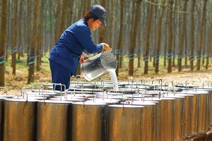 Việt Nam có sản lượng cao su thiên nhiên lớn thứ 5 thế giới, chiếm 7,4% tổng sản lượng toàn cầu