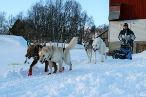 Trải nghiệm dịch vụ chó Husky kéo xe trên tuyết ở vùng Bắc Cực