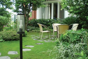 Cây vừa có thể dùng để tạo bóng mát, vừa để trấn phong thủy