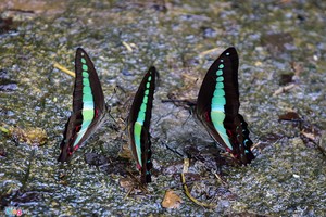 Dân 'phượt' về vườn quốc gia săn bướm ngày nghỉ lễ