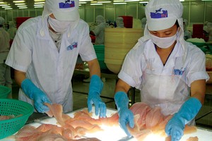 HVG đang quay trở lại với hoạt động chính là nuôi trồng và chế biến cá tra