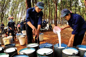 Giá giảm, doanh nghiệp cao su thận trọng hơn