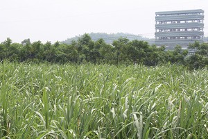 SLS: Lợi nhuận giảm mạnh